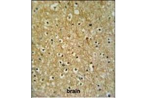 CIRH1A Antibody (N-term) (ABIN653909 and ABIN2843146) IHC analysis in formalin fixed and paraffin embedded brain tissue followed by peroxidase conjugation of the secondary antibody and DAB staining. (CIRH1A 抗体  (N-Term))