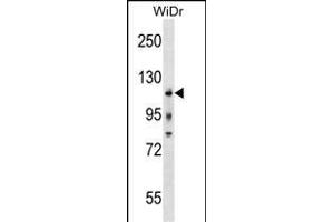 KIT Antibody (Center /) (ABIN1538491 and ABIN2838352) western blot analysis in WiDr cell line lysates (35 μg/lane). (KIT 抗体  (AA 547-577))