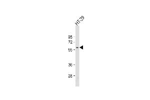 Anti-SRC Antibody at 1:500 dilution + HT-29 whole cell lysate Lysates/proteins at 20 μg per lane.