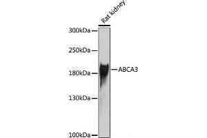 Western blot analysis of extracts of Rat kidney using ABCA3 Polyclonal Antibody at dilution of 1:1000. (ABCA3 抗体)