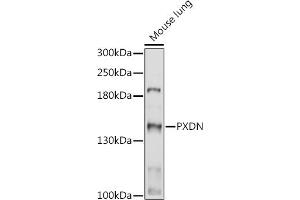 Western blot analysis of extracts of Mouse lung, using PXDN antibody (ABIN7269230) at 1:1000 dilution. (Peroxidasin 抗体)