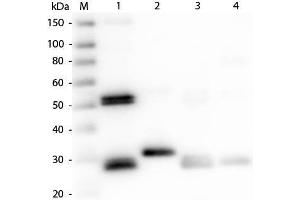Western Blot of Anti-Rat IgG (H&L) (RABBIT) Antibody . (兔 anti-大鼠 IgG (Heavy & Light Chain) Antibody (HRP))