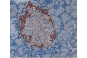 IHC-P analysis of Rat Pancreas Tissue, with DAB staining. (Complement Factor H 抗体  (AA 975-1217))