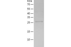 Western Blotting (WB) image for Thioredoxin-Like 1 (TXNL1) (AA 1-289) protein (His tag) (ABIN7125365)