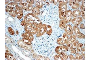 ABIN2613479 (4µg/ml) staining of paraffin embedded Human Kidney. (Sclerostin 抗体  (C-Term))