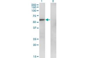 Western Blotting (WB) image for anti-Zinc Finger Protein 207 (ZNF207) (AA 1-110) antibody (ABIN563462)