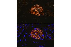 Immunofluorescence analysis of mouse bladder using Cytokeratin 13 (KRT13) (KRT13) Rabbit mAb (ABIN7268089) at dilution of 1:100 (40x lens). (Cytokeratin 13 抗体)