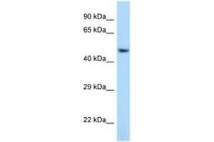 Image no. 1 for anti-Activating Transcription Factor 7 (AFT7) (AA 397-446) antibody (ABIN6748021) (AFT7 抗体  (AA 397-446))