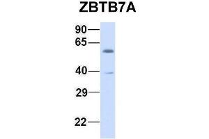 Host:  Rabbit  Target Name:  ZBTB7A  Sample Type:  Human Fetal Muscle  Antibody Dilution:  1. (ZBTB7A 抗体  (N-Term))