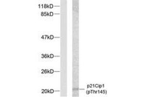 Western blot analysis of extracts from HeLa cells treated with EGF, using p21 Cip1 (Phospho-Thr145) Antibody. (p21 抗体  (pThr145))