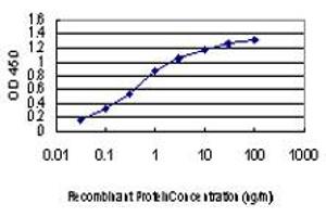 Detection limit for recombinant GST tagged KSR2 is approximately 0. (KSR2 抗体  (AA 411-500))