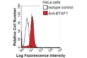 HeLa cells were fixed in 2% paraformaldehyde/PBS and then permeabilized in 90% methanol. (BTAF1 抗体)