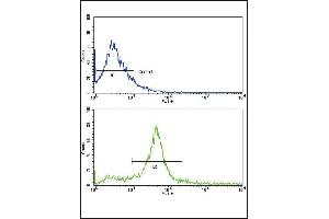 Flow cytometric analysis of 293 cells using ErbB3 Antibody (N-term) (bottom histogram) compared to a negative control cell (top histogram). (ERBB3 抗体  (N-Term))