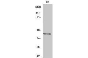 Western Blotting (WB) image for anti-Cyclin-Dependent Kinase 7 (CDK7) (C-Term) antibody (ABIN3174322) (CDK7 抗体  (C-Term))