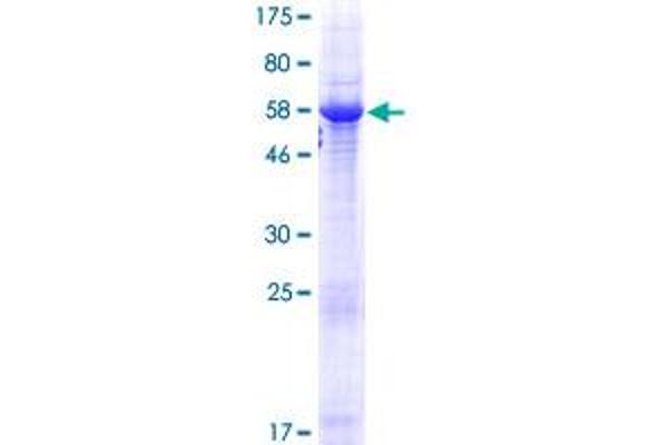 HORMAD2 Protein (AA 1-307) (GST tag)