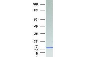 Validation with Western Blot