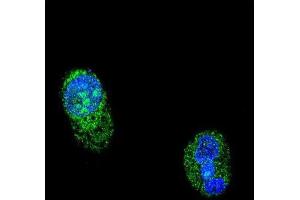 Immunofluorescence (IF) image for anti-HNF1 Homeobox A (HNF1A) antibody (ABIN3003881) (HNF1A 抗体)