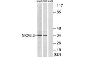 Western Blotting (WB) image for anti-NK6 Homeobox 3 (NKX6-3) (AA 161-210) antibody (ABIN2889299) (NK6 Homeobox 3 抗体  (AA 161-210))