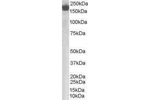 Western Blotting (WB) image for Complement Factor H (CFH) peptide (ABIN370307) (Complement Factor H (CFH) Peptide)