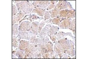 Immunohistochemistry of MAPKAP1 in human skeletal muscle tissue with this product at 2. (Transportin 1 抗体  (N-Term))