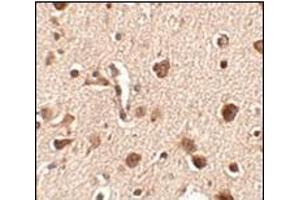 Immunohistochemistry of Slitrk4 in human brain tissue with this product at 2. (SLITRK4 抗体  (C-Term))
