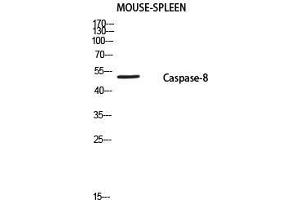 Western Blot (WB) analysis of Mouse Spleen using Caspase-8 P18 antibody. (Caspase-8 p18 抗体  (cleaved, Ser217))