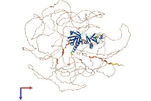 IRS2 Protein (AA 1-1321) (His tag)