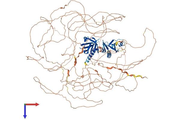 IRS2 Protein (AA 1-1321) (His tag)
