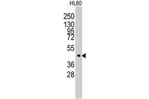 Western blot analysis of Lmx1a polyclonal antibody  in HL-60 cell line lysates (35 ug/lane). (LMX1A 抗体  (Internal Region))