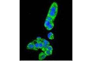 Confocal immunofluorescent analysis of Fumarylacetoacetase Antibody (N-term) Cat. (FAH 抗体  (N-Term))