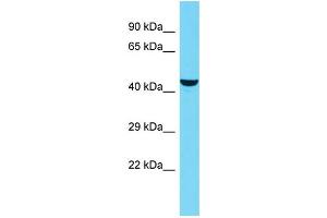 Host: Rabbit Target Name: KIAA0513 Sample Type: OVCAR-3 Whole Cell lysates Antibody Dilution: 1. (KIAA0513 抗体  (C-Term))