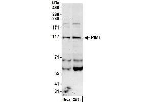 Western Blotting (WB) image for anti-Protein-L-Isoaspartate (D-Aspartate) O-Methyltransferase (PCMT1) (AA 803-853) antibody (ABIN7455059)