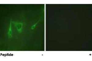 Immunofluorescence analysis of NIH/3T3 cells, using YWHAZ polyclonal antibody . (14-3-3 zeta 抗体)