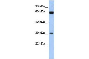 Western Blotting (WB) image for anti-MGC45491 antibody (ABIN2459931) (MGC45491 抗体)