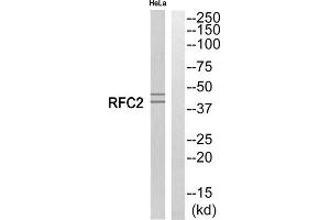 Western blot analysis of extracts from HeLa cells, using RFC2 antibody. (RFC2 抗体  (Internal Region))