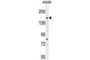 FGD6 Antibody (C-term) western blot analysis in A549 cell line lysates (35µg/lane). (FGD6 抗体  (C-Term))