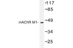 Image no. 1 for anti-Muscarinic Acetylcholine Receptor M1 (CHRM1) antibody (ABIN317696) (CHRM1 抗体)