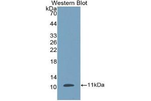 Detection of Recombinant DEFb1, Porcine using Polyclonal Antibody to Defensin Beta 1 (DEFb1) (beta Defensin 1 抗体  (AA 24-64))