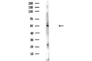 anti-Cyclin Dependent Kinase Like 2 (CDKL2) (Internal Region) antibody