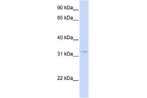 STX1A antibody (70R-10562) used at 0. (STX1A 抗体  (N-Term))