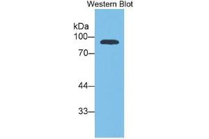 Western Blotting (WB) image for VGF Nerve Growth Factor Inducible (VGF) ELISA Kit (ABIN6574257)