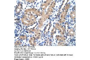 Rabbit Anti-RAE1 Antibody  Paraffin Embedded Tissue: Human Kidney Cellular Data: Epithelial cells of renal tubule Antibody Concentration: 4. (RAE1 抗体  (C-Term))