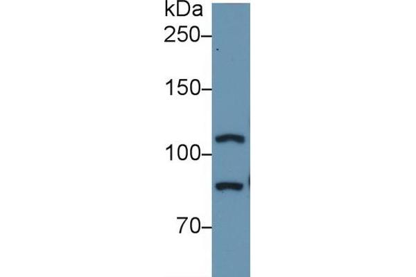 TLR5 antibody  (AA 693-858)