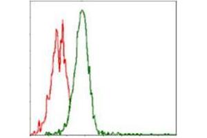 Flow cytometric analysis of Jurkat cells using RPS6KB1 mouse mAb (green) and negative control (red). (RPS6KB1 抗体)