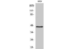 Western Blotting (WB) image for anti-Keratin 18 (KRT18) (Ser726), (Ser731) antibody (ABIN3180002) (Cytokeratin 18 抗体  (Ser726, Ser731))