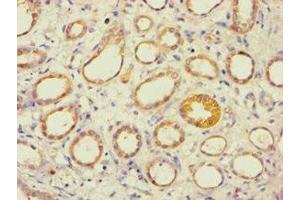 Immunohistochemistry of paraffin-embedded human kidney tissue using ABIN7143993 at dilution of 1:100 (AES 抗体  (N-Term))