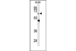 Image no. 1 for anti-Protein Arginine Methyltransferase 5 (PRMT5) (C-Term) antibody (ABIN356527) (PRMT5 抗体  (C-Term))