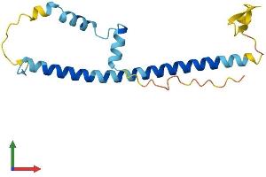 AlphaFold protein structure predicition of Mouse Recombinant Fam167b Protein, UniprotID P17257