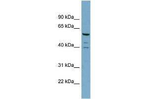 WB Suggested Anti-RABGEF1  Antibody Titration: 0. (RABGEF1 抗体  (N-Term))