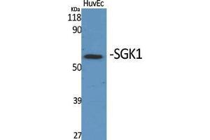 Western Blot (WB) analysis of specific cells using SGK1 Polyclonal Antibody. (SGK1 抗体  (Tyr1062))